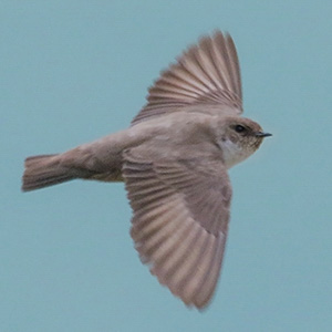 Eurasian Crag-Martin